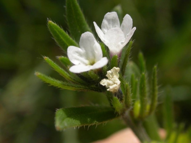 Mezei gyöngyköles - Lithospermum arvense, Lithospermum arvense syn. Buglossoides arvensis, etnobotanika